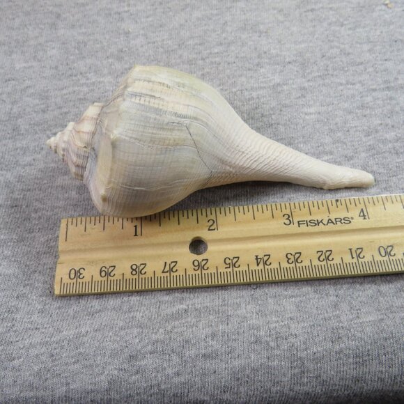 Collection of REAL Sea Shells in plastic star fish dish (over 1 pound) - Picture 5 of 12